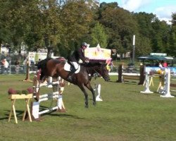 jumper Celentano 33 (German Sport Horse, 2003, from Cardenio)