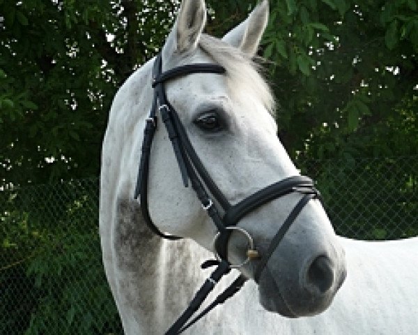 dressage horse Achat 287 (Bavarian, 2000, from Akribori)