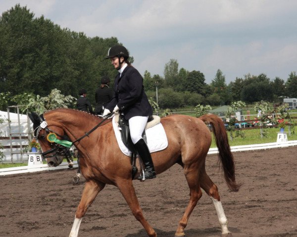 horse Navar 4 (Saxony-Anhaltiner, 1995, from Nationalelan)