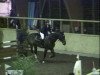 jumper Over The Top 3 (KWPN (Royal Dutch Sporthorse), 1996, from Jus de Pomme)