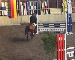 jumper La Grand Argentina (German Warmblood, 2005, from Le Grand II)