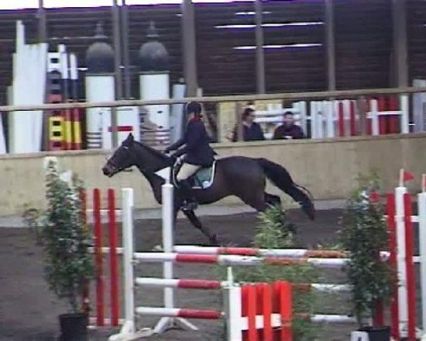 horse Lanzelott 10 (Württemberger, 1995, from Le Champion)