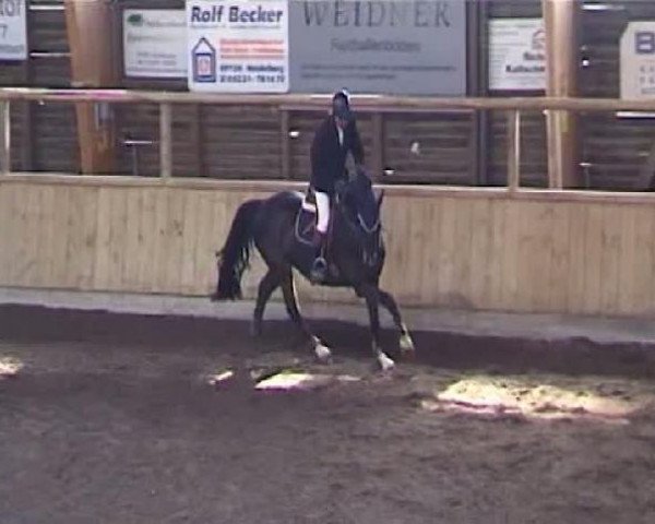 jumper Wagner 29 (Dutch Warmblood, 2003, from Indoctro)