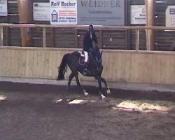 jumper Wagner 29 (KWPN (Royal Dutch Sporthorse), 2003, from Indoctro)