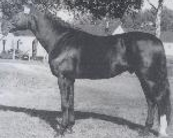 stallion Romanow (Westphalian, 1977, from Romadour II)