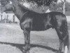 stallion Romanow (Westphalian, 1977, from Romadour II)