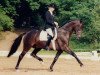 stallion Enchantee (Trakehner, 1991, from Consul)