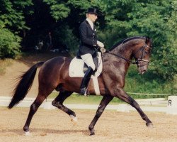 Deckhengst Enchantee (Trakehner, 1991, von Consul)