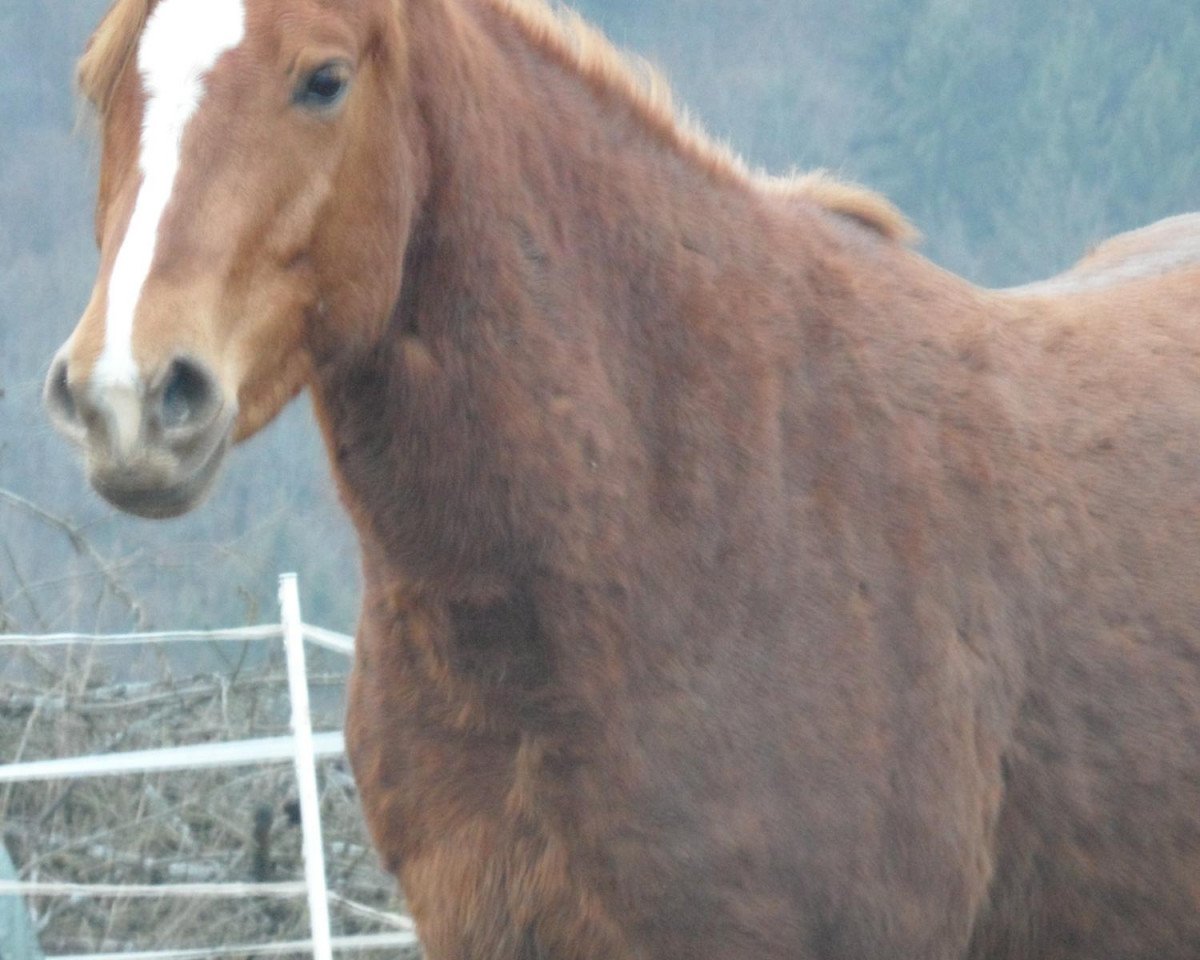 horse Little Sunshine (Holsteiner, 2008, from Amor)