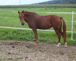 Pferd Wendy 502 (Deutsches Reitpony, 1993, von Dino Dscherbo)