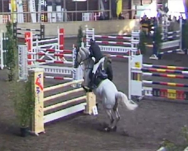 jumper L.b. Porter (KWPN (Royal Dutch Sporthorse), 1997, from Burggraaf)