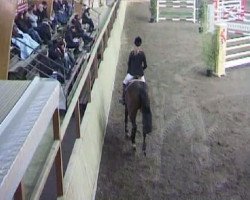 jumper El Saltador (Hanoverian, 1996, from Escudo I)