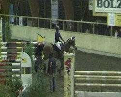 broodmare Clara 53 (German Sport Horse, 2002, from Welton)