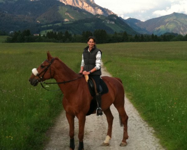 Pferd Diego (Hannoveraner, 1992, von Wenzel I)