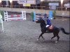 Springpferd Nijinsky 9 (Holsteiner, 2005, von Cartani 4)