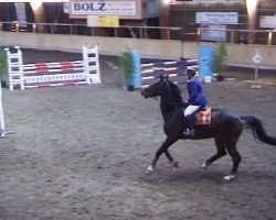 jumper Nijinsky 9 (Holsteiner, 2005, from Cartani 4)