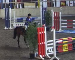 jumper Balox (Oldenburg, 2006, from Balou du Rouet)