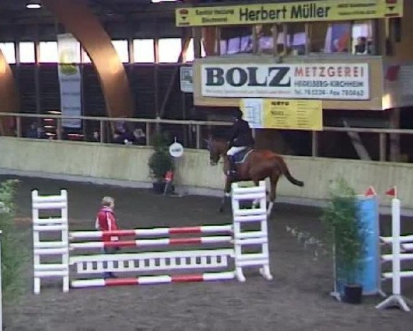 horse Castello del Sole (Hessian Warmblood, 2003, from Capilano)