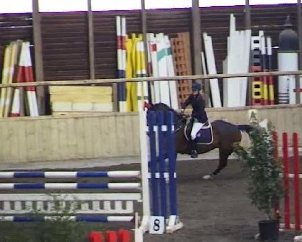 jumper Codi 2 (Hanoverian, 2000, from Contender)