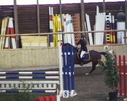 jumper Codi 2 (Hanoverian, 2000, from Contender)