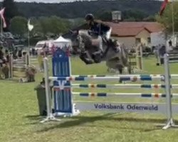 jumper Valencia L'Imprévue (German Sport Horse, 2016, from Dree Boeken's Vivian)