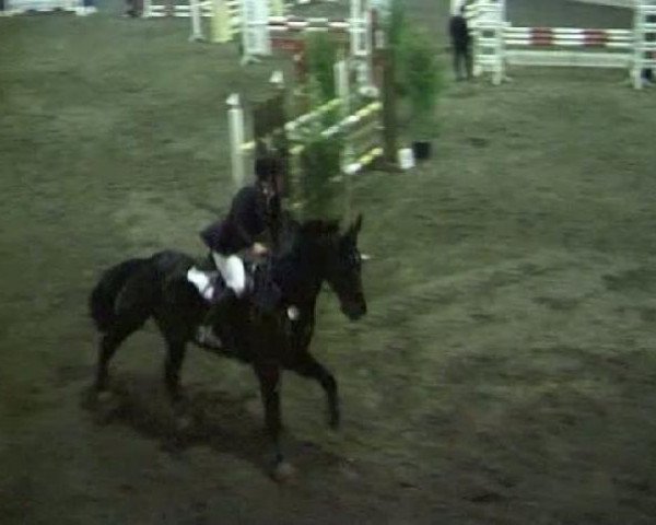 Pferd Dragoner 127 (Westfale, 1996, von Dunhill H)