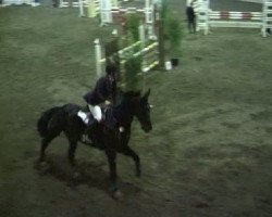 horse Dragoner 127 (Westphalian, 1996, from Dunhill H)