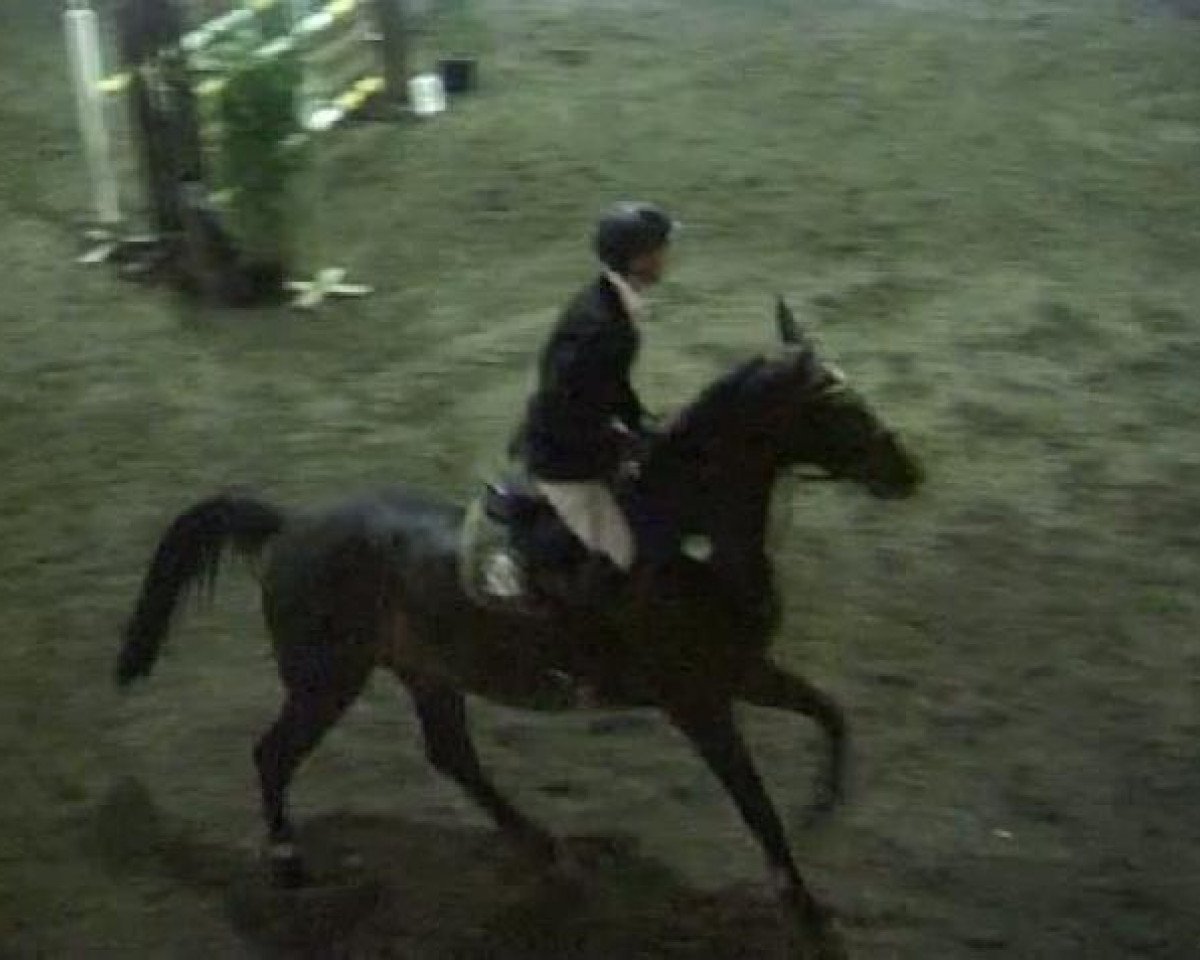 Zuchtstute Lovely Lady (Württemberger, 2002, von Loving Dancer)