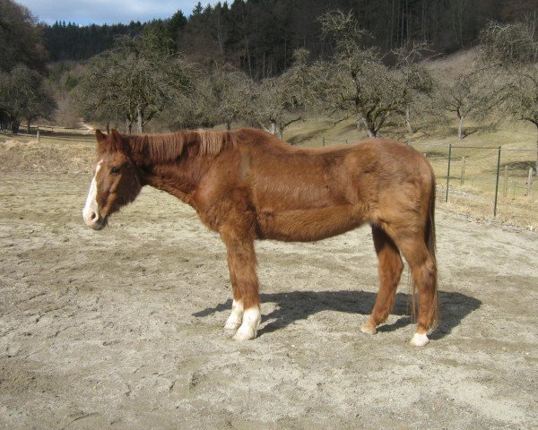 horse Aline KB (Württemberger, 1980, from Admiral II)