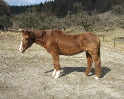 horse Aline KB (Württemberger, 1980, from Admiral II)