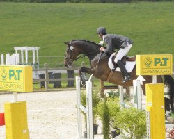 dressage horse Sans Soucis FL (Trakehner, 2005, from Couracius)