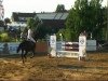 jumper Charite 6 (German Warmblood, 1998, from Concerto I)