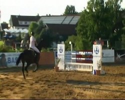 jumper Charite 6 (German Warmblood, 1998, from Concerto I)