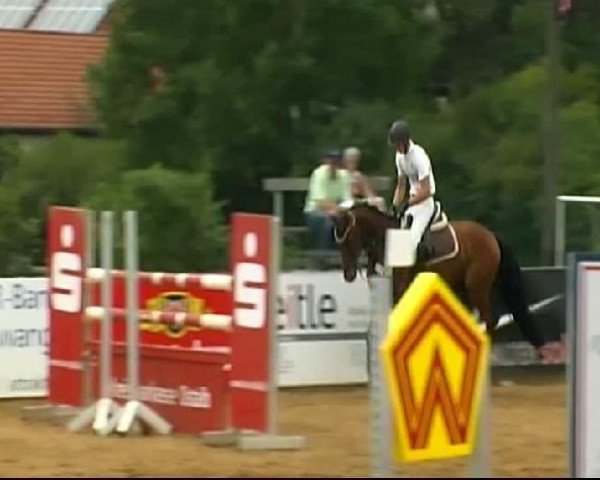 Springpferd Curtis 56 (Deutsches Sportpferd, 2007, von Calido I)