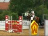 jumper Curtis 56 (German Sport Horse, 2007, from Calido I)