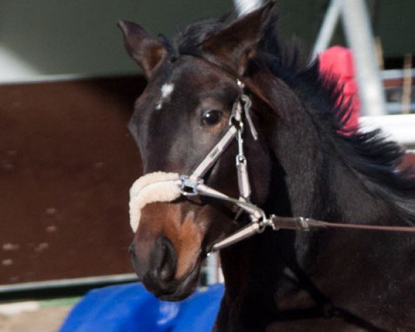 broodmare Desdemona (Bavarian, 2009, from Rubinero 2)