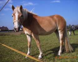 horse Maja (7,81% ox) (Edelbluthaflinger, 2006, from Argentino)