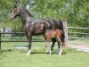 broodmare Royal's Little Lady (Rhinelander, 2004, from Royal Hit)