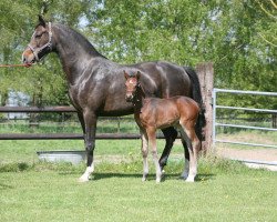 broodmare Royal's Little Lady (Rhinelander, 2004, from Royal Hit)