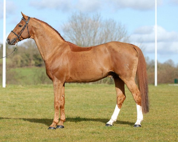stallion Goldfever (Hanoverian, 1991, from Grosso Z)