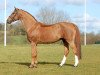 stallion Goldfever (Hanoverian, 1991, from Grosso Z)