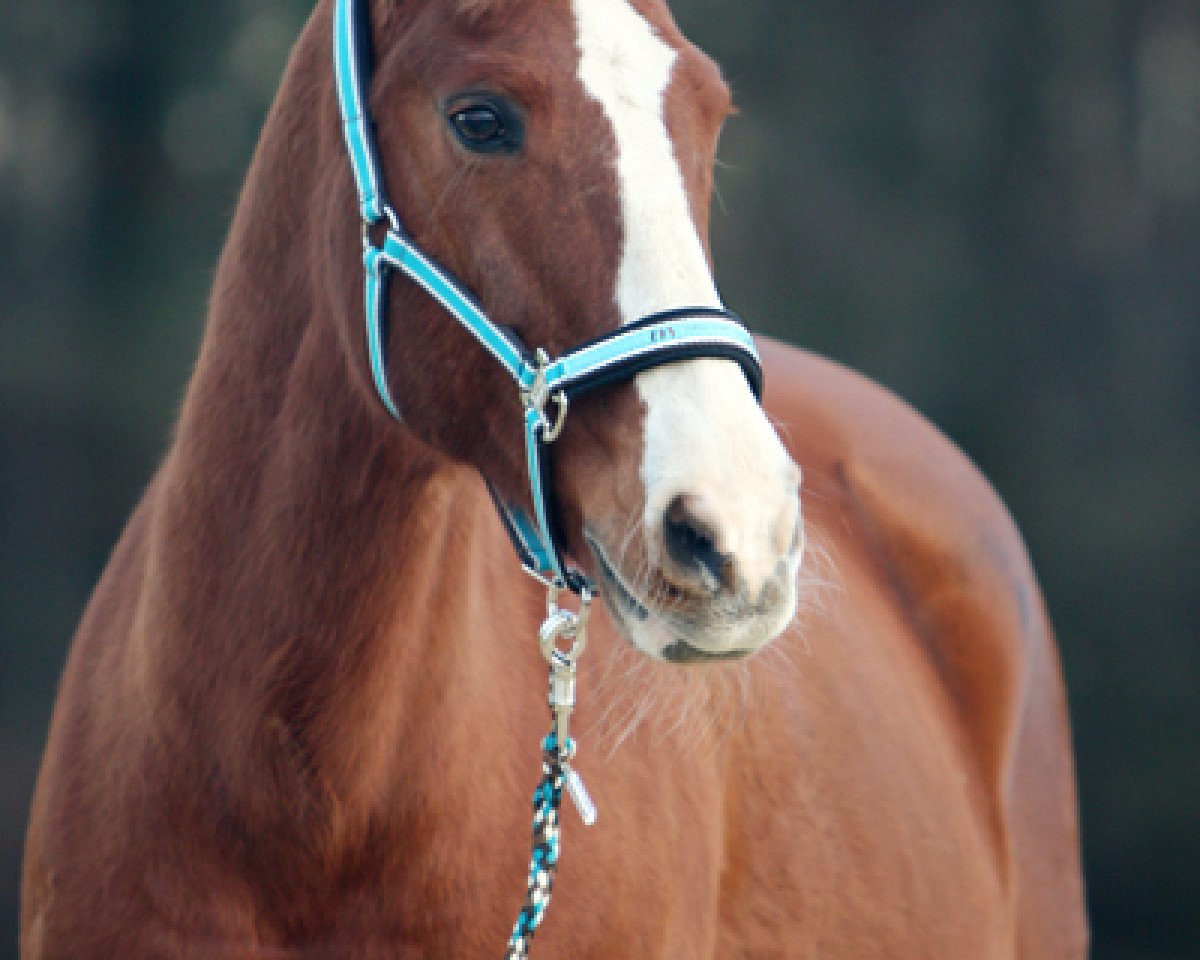 horse SSF Latent Rufous (Appaloosa, 1989, from Ev's Red Baron)