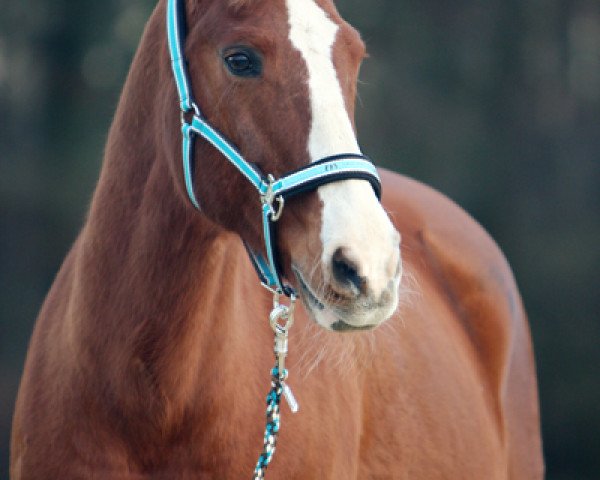 Pferd SSF Latent Rufous (Appaloosa, 1989, von Ev's Red Baron)