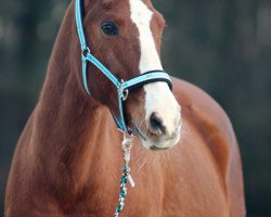 Pferd SSF Latent Rufous (Appaloosa, 1989, von Ev's Red Baron)