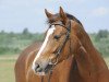 dressage horse Caruso W2 (German Riding Pony, 2006, from Courage)