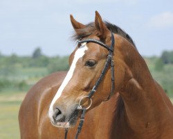 dressage horse Caruso W2 (German Riding Pony, 2006, from Courage)