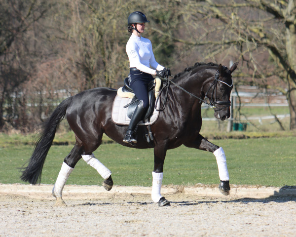 dressage horse Dimanche 31 (Hanoverian, 2013, from Don Index)