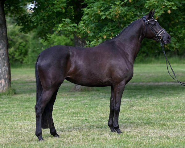 dressage horse Special Emotion (Trakehner, 2019, from Dezember)