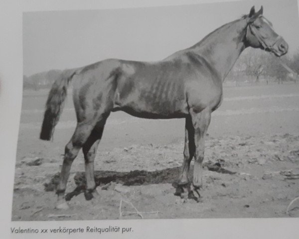 Deckhengst Valentino xx (Englisches Vollblut, 1950, von Nuvolari xx)