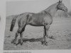 stallion Valentino xx (Thoroughbred, 1950, from Nuvolari xx)
